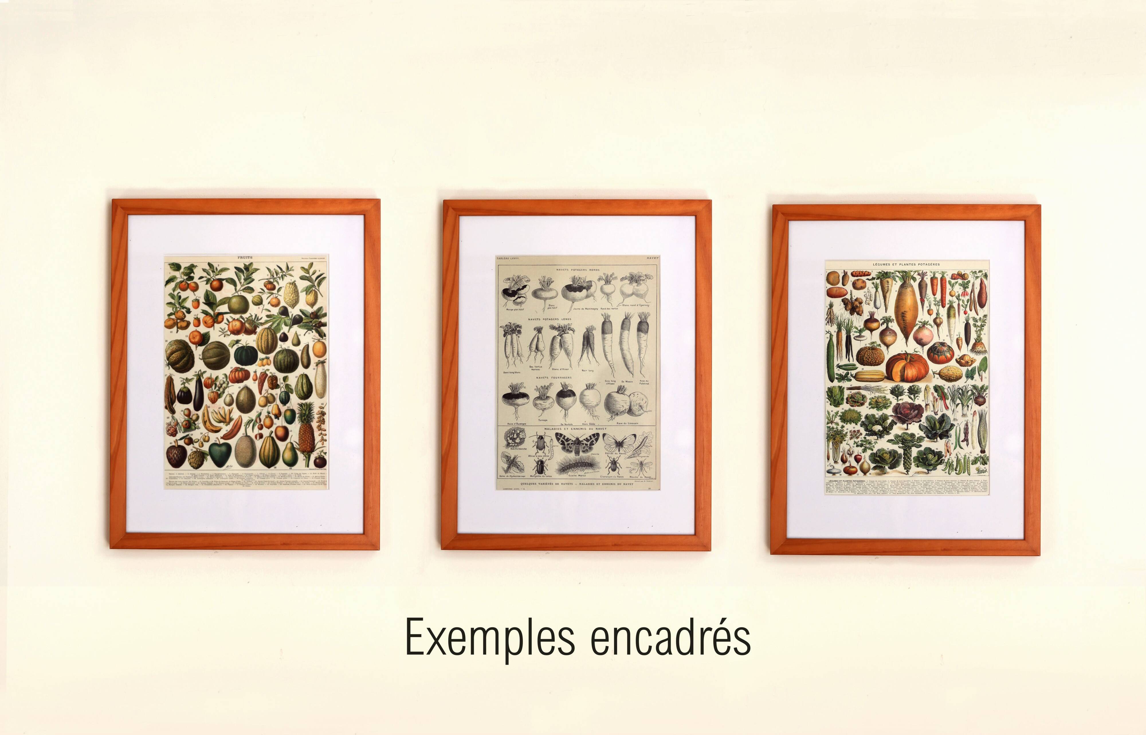 Gravure ancienne 1921 - Haricots par M. Dessertenne - planche du potager