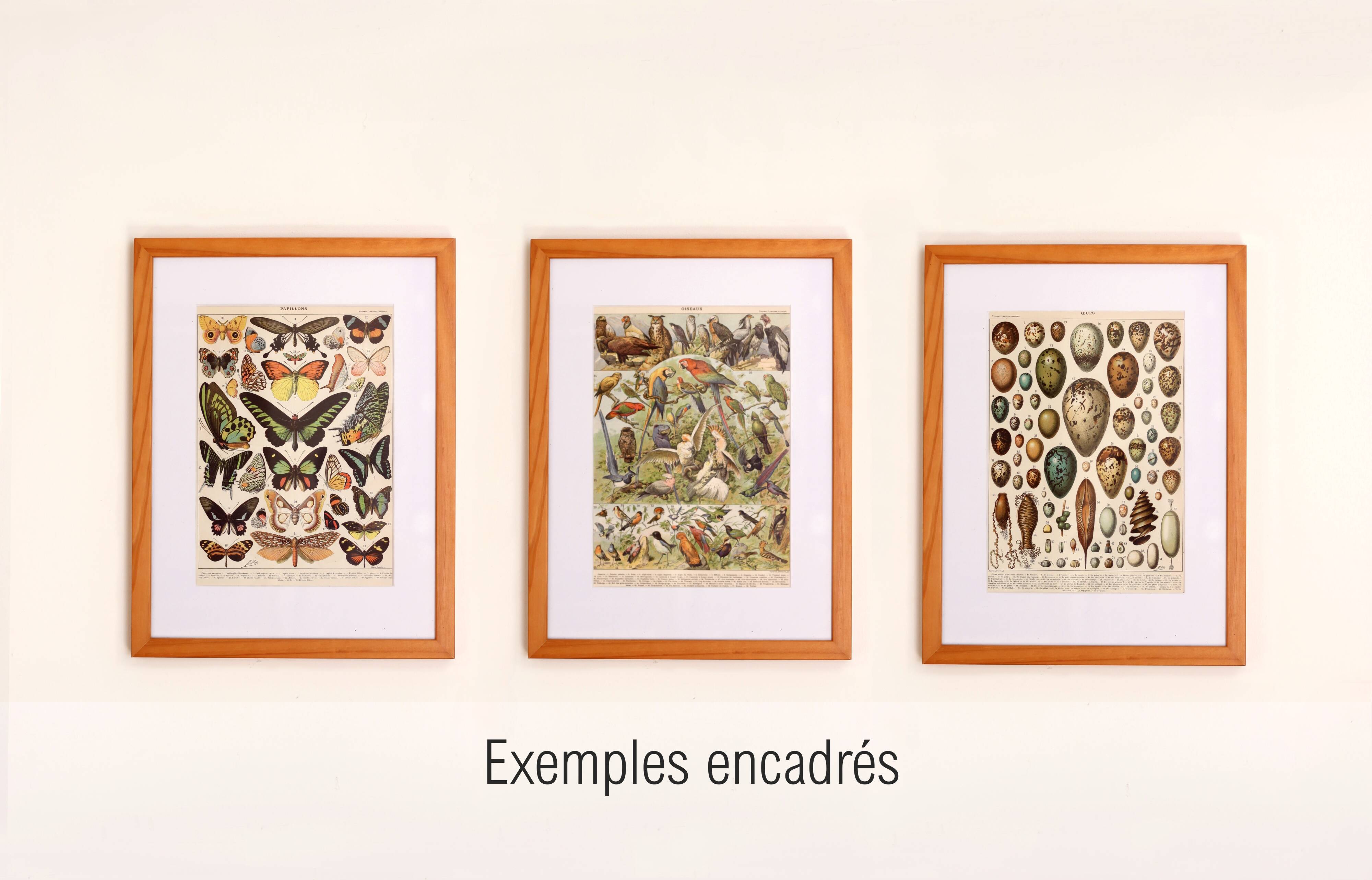 Gravure ancienne 1922, Papillon, chenille, insectes, ntomologie • Lithographie, illustration origina