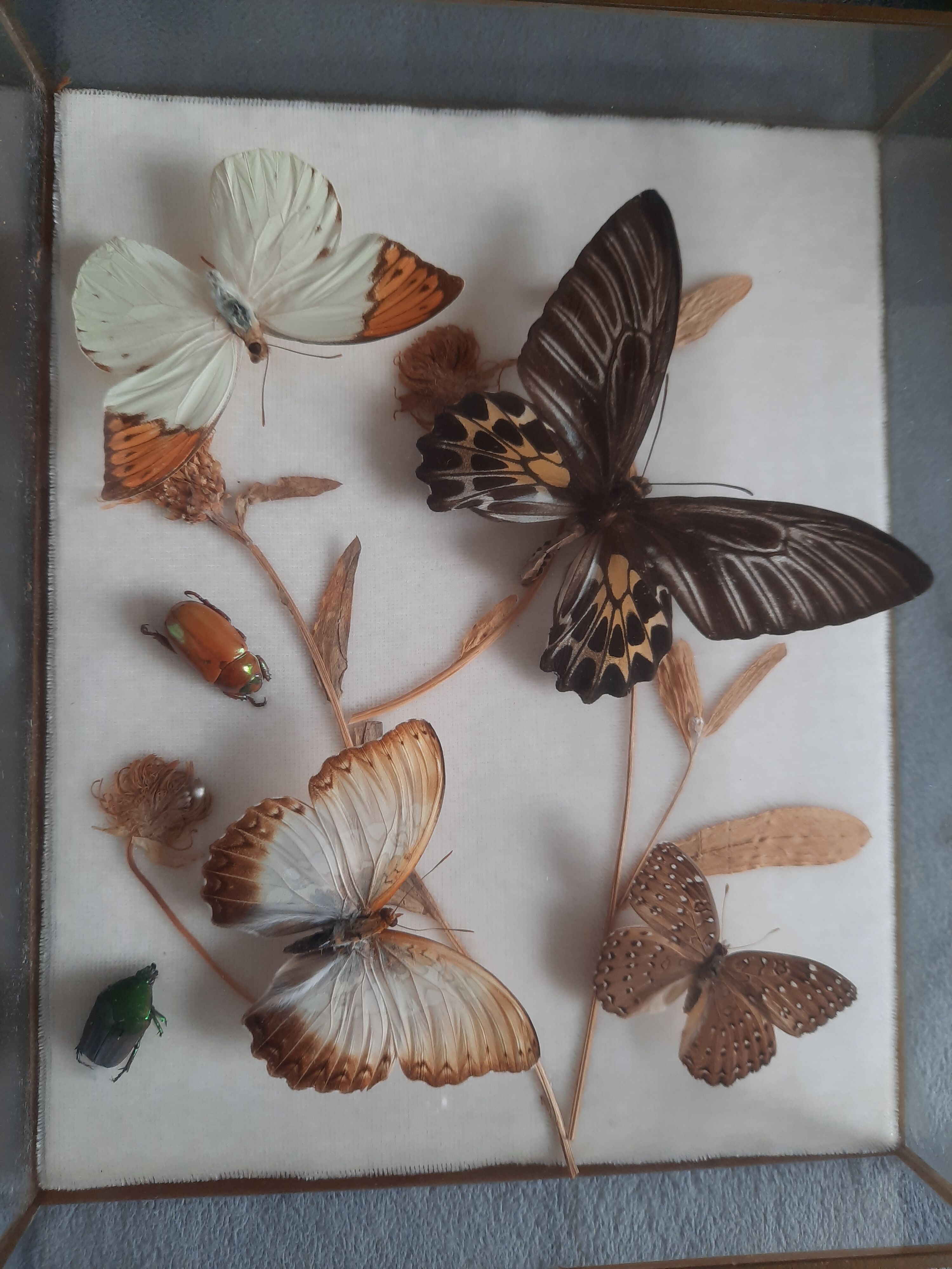 Butterflies on display