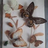 Butterflies on display