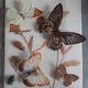 Papillons en  vitrine