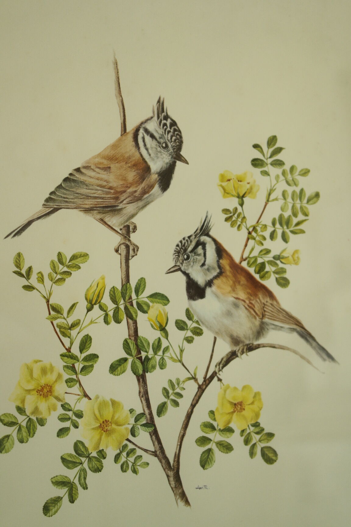 Paire de lithographies oiseaux sous cadre vintage