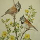 Paire de lithographies oiseaux sous cadre vintage