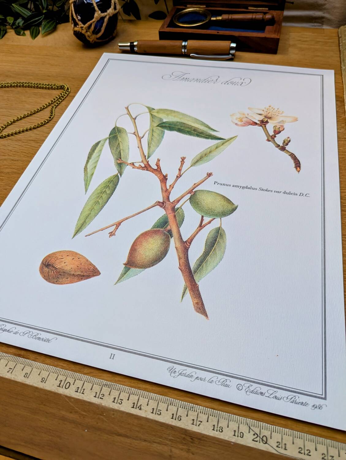 Printed in 1986, botanical plate of the Almond tree