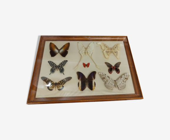 Cadre papillon