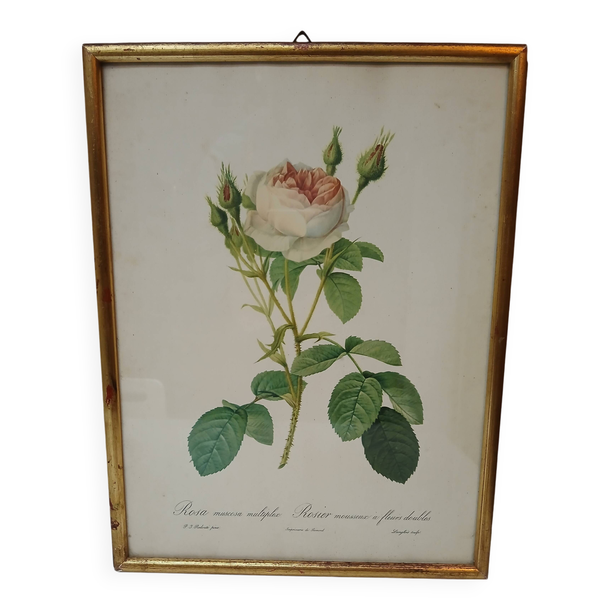 Antique frame of double-flowered mossy rose bush by PJ REDOUTÉ