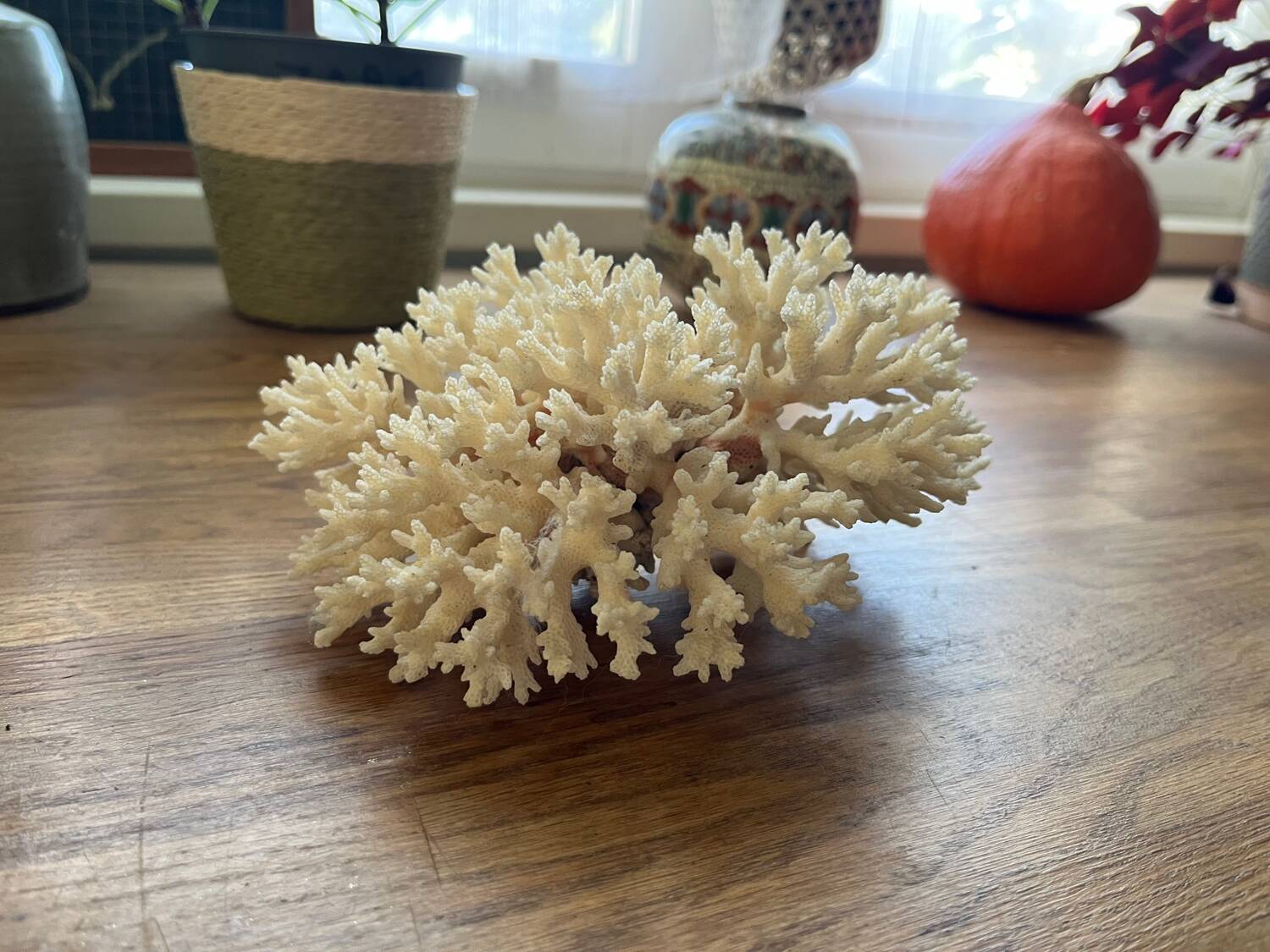 White coral