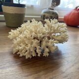 White coral