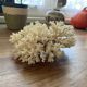 White coral