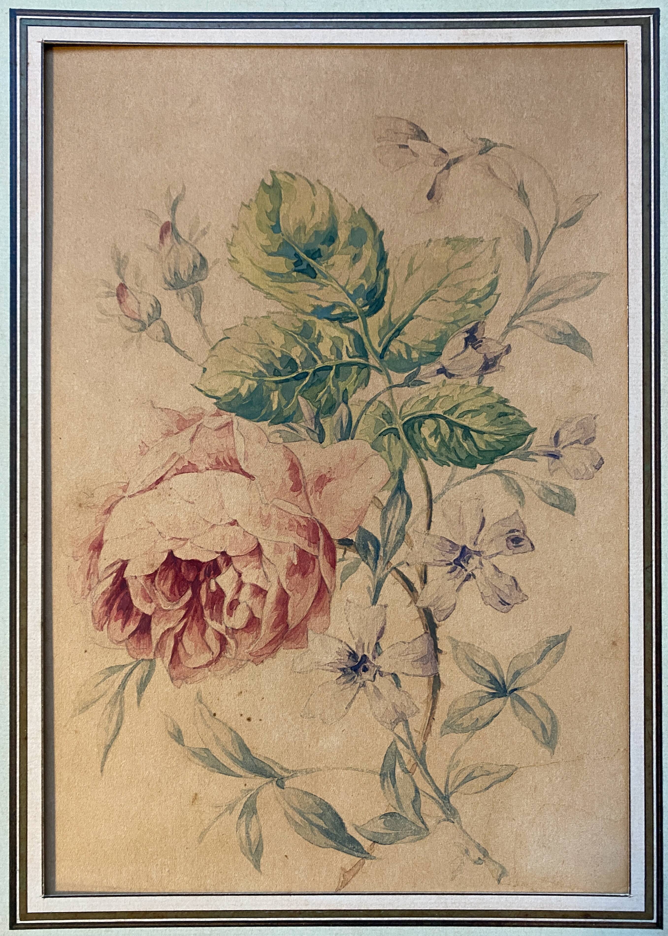 Pair of watercolors "Studies of roses" XIX°