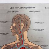 Anatomy poster XIXth