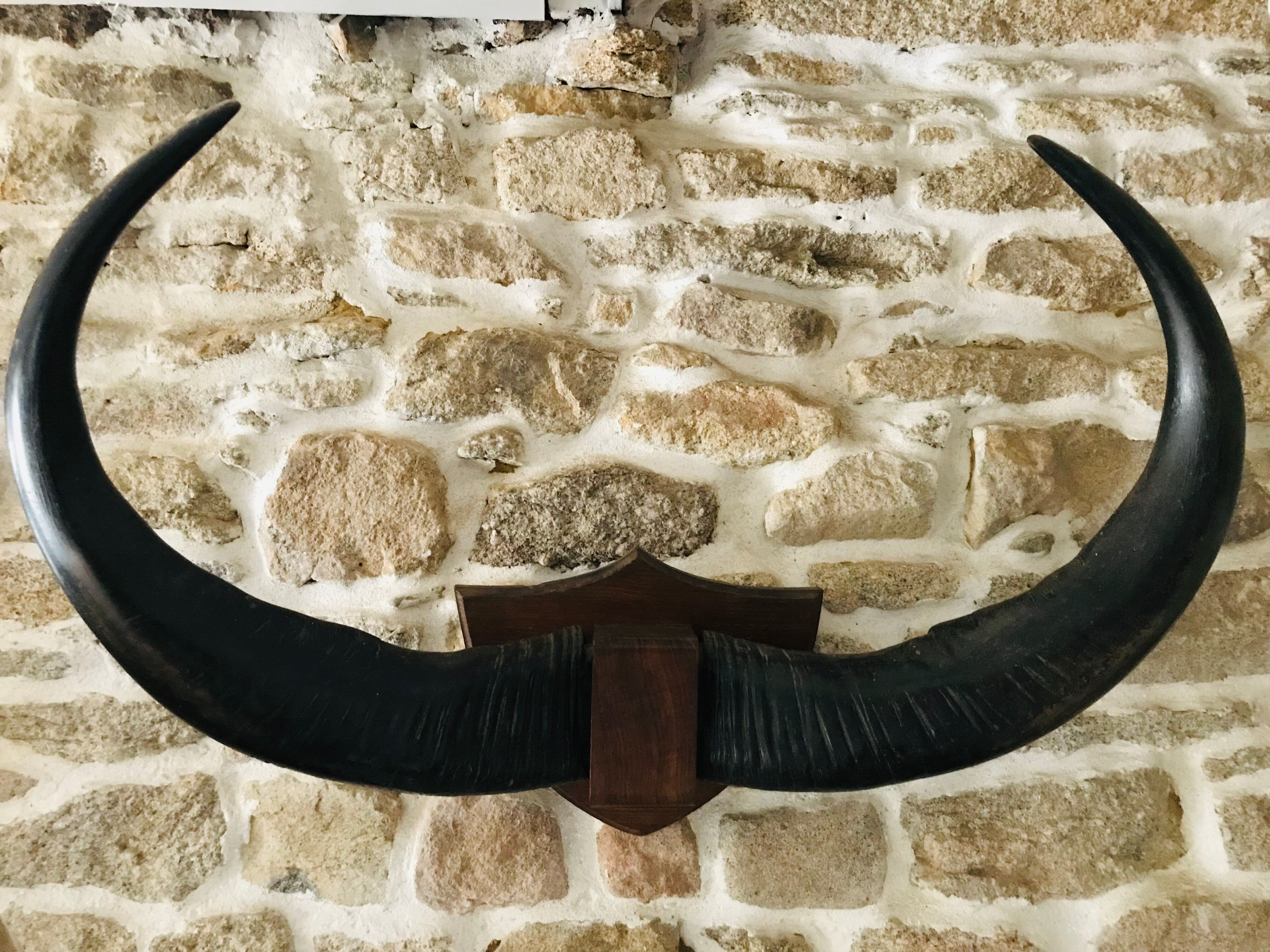 Horns of African animals