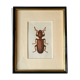Beetle illustration