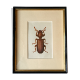 Beetle illustration