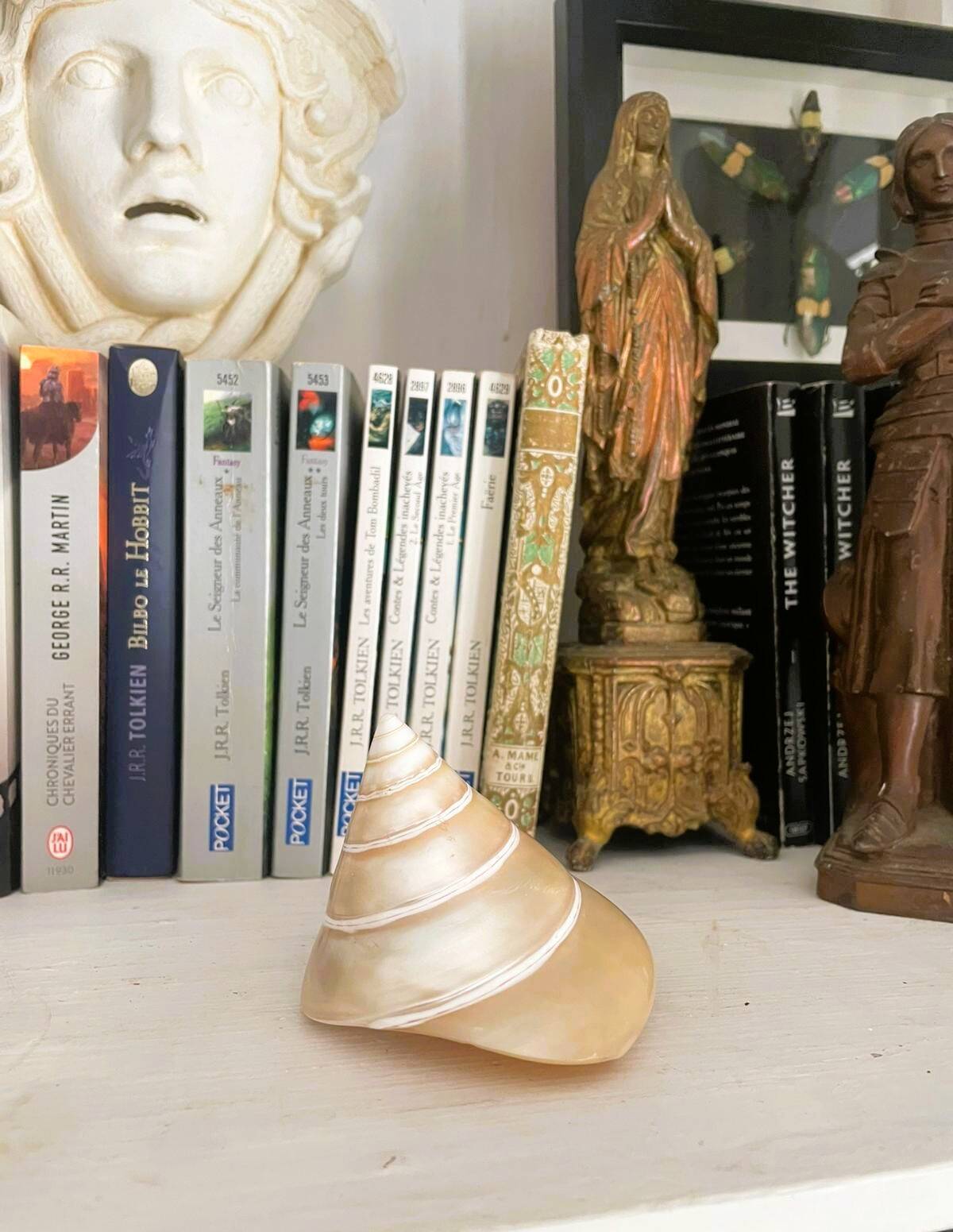 Petit coquillage : Trochus
