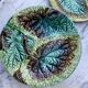 Set 8 slush plates with leaf decoration
