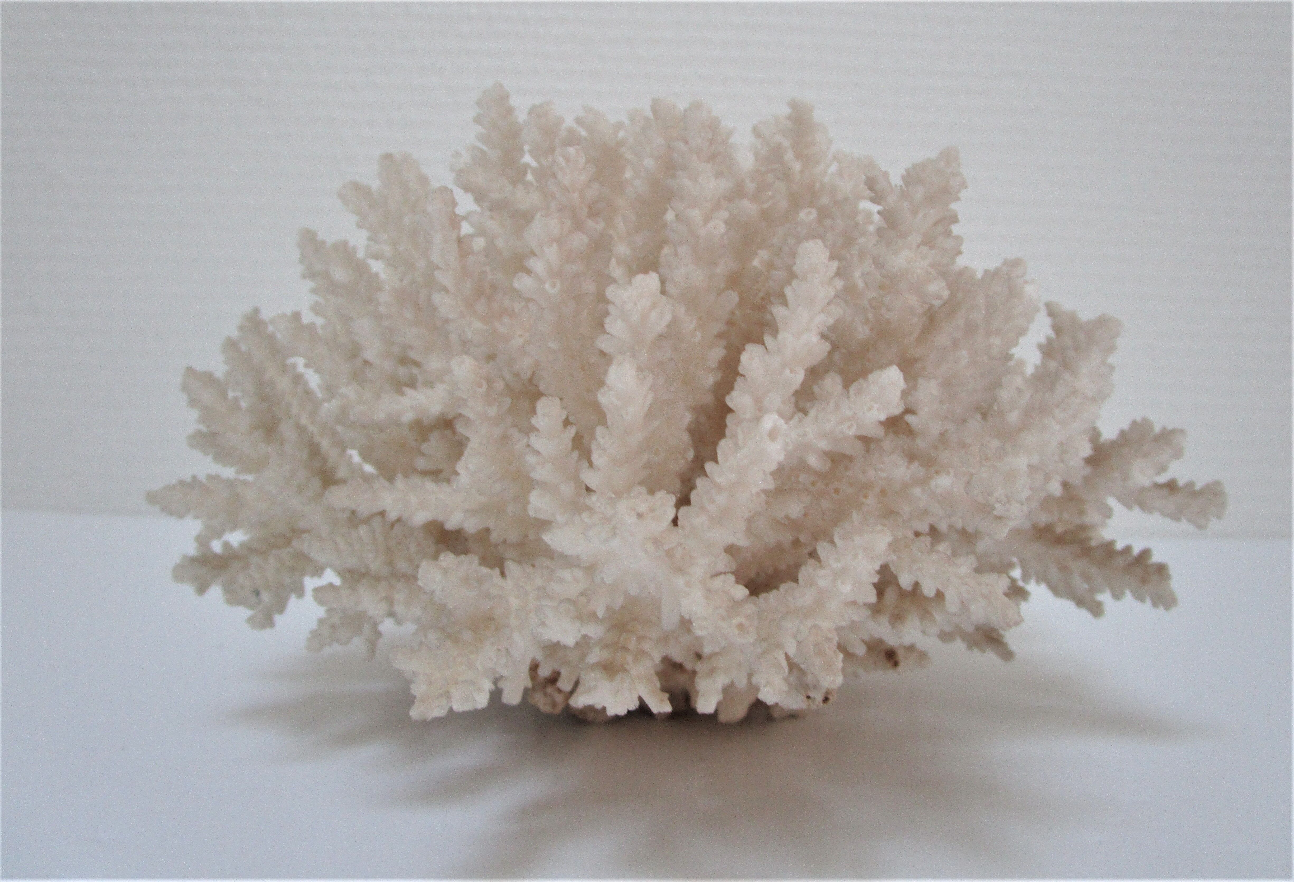 Buisson de corail blanc vintage