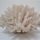 Buisson de corail blanc vintage