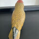 Vintage enamelled metal parakeet paperpress