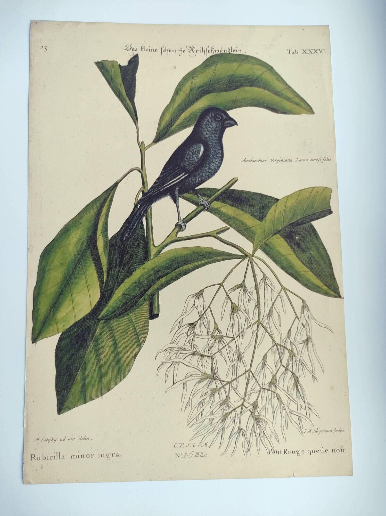Antique bird engraving - Little Black Redstart - Zoological plate by Seligmann & Catesby