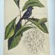 Antique bird engraving - Little Black Redstart - Zoological plate by Seligmann & Catesby