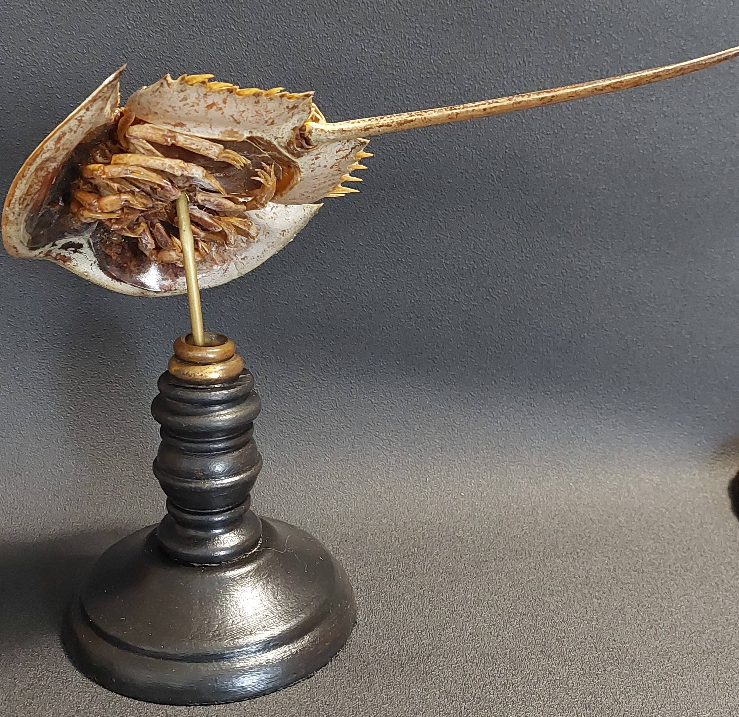 Cabinet de Curiosités limule limulus polyphemus sur socle