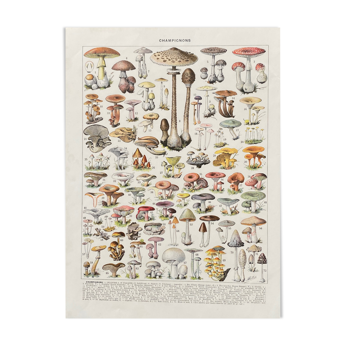 Old illustration Millot "Mushrooms"