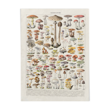 Old illustration Millot "Mushrooms"