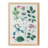 Affiche sur les plantes d'après une gravure de 1881 "fusain"