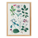 Poster on plants based on an 1881 "charcoal" engraving