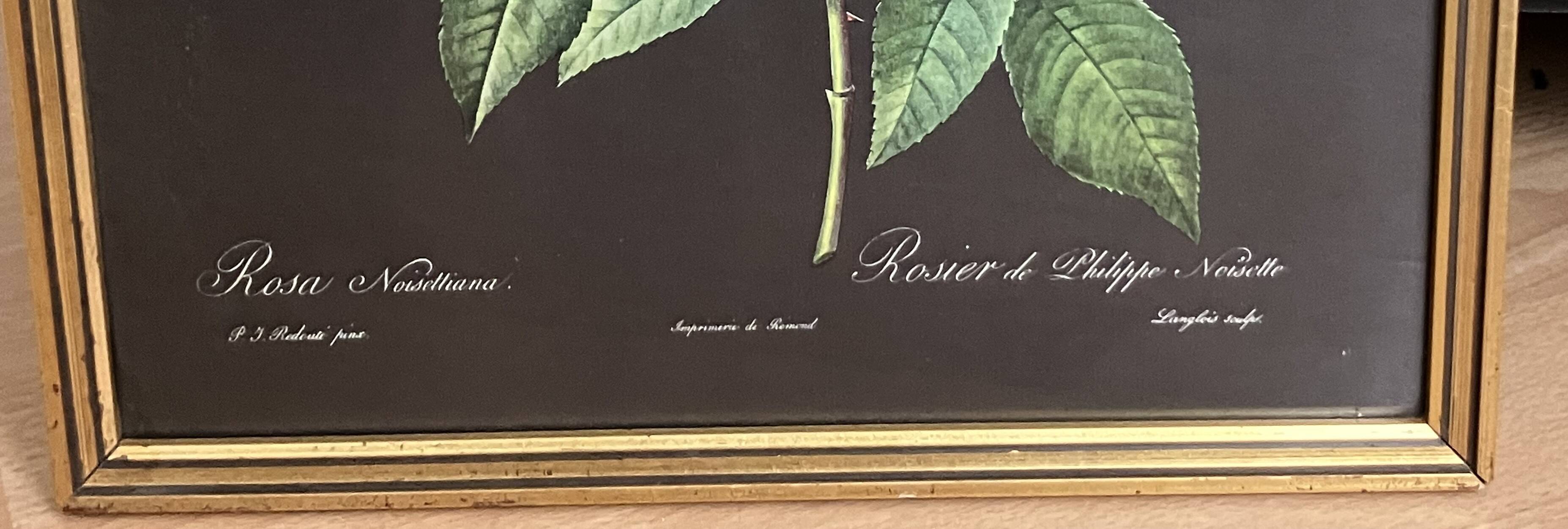 Lithograph - botanical plate "Rose of Philippe Noisette" by PJ Redouté