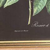 Lithograph - botanical plate "Rose of Philippe Noisette" by PJ Redouté