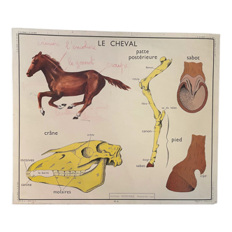 School poster The Horse and the Rabbit Montmorillon Rossignol