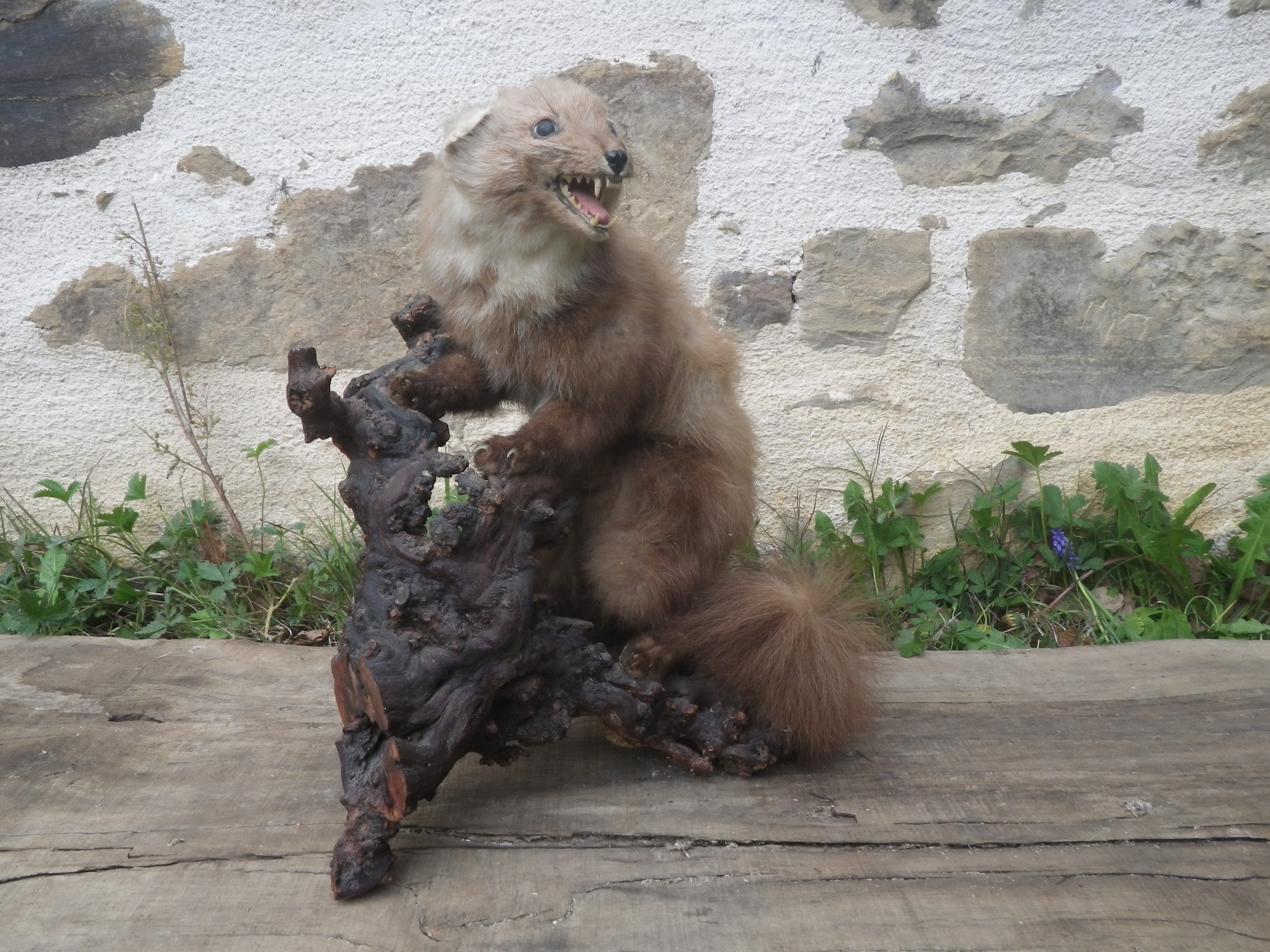 Weasel stuffed