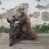 Weasel stuffed