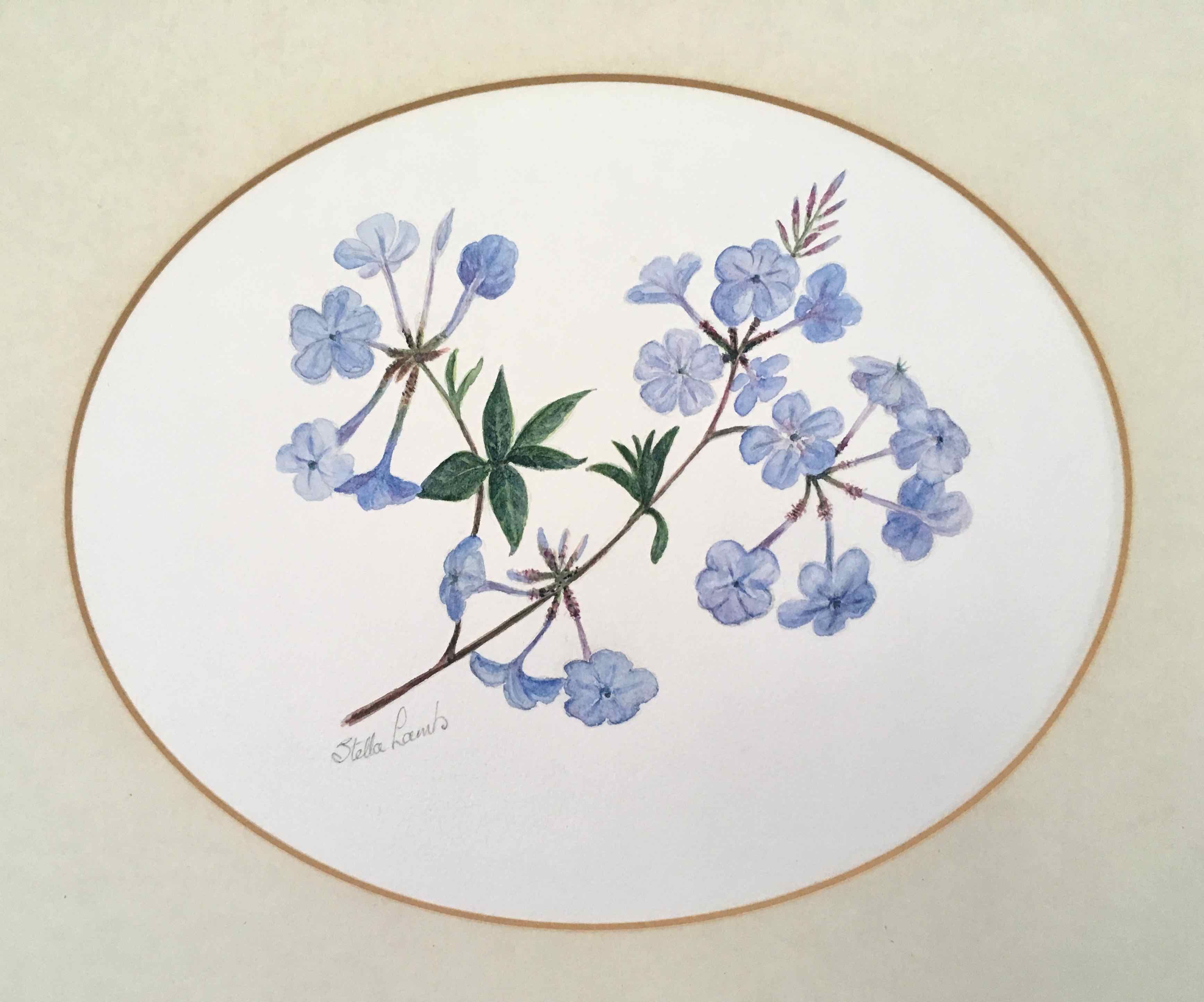 Tableau aquarelle fleurs de plumbago