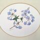 Tableau aquarelle fleurs de plumbago