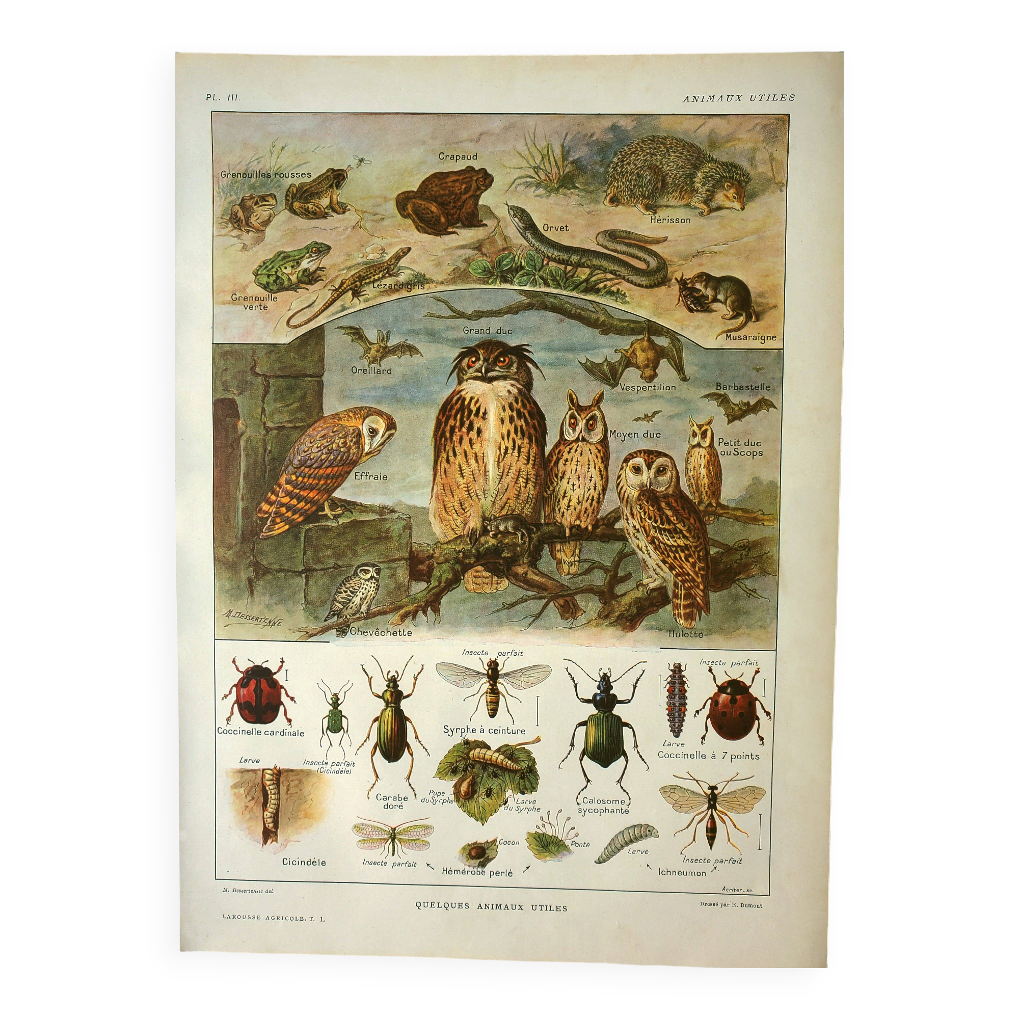 Old lithograph 1921 M. Dessertenne - Wild animals called "useful"