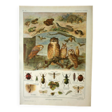 Old lithograph 1921 M. Dessertenne - Wild animals called "useful"