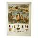 Old lithograph 1921 M. Dessertenne - Wild animals called "useful"