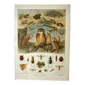 Old lithograph 1921 M. Dessertenne - Wild animals called "useful"