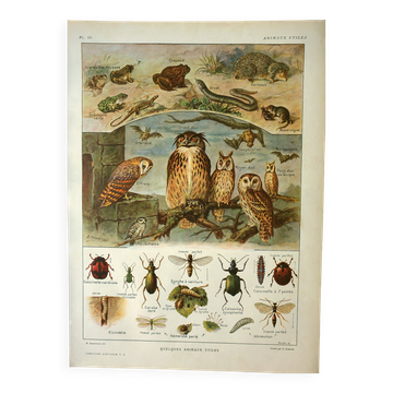 Lithographie ancienne 1921  M. Dessertenne - Animaux sauvages dit "utiles"