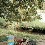 Cornflower pitcher