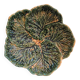 Vallauris cabbage dish