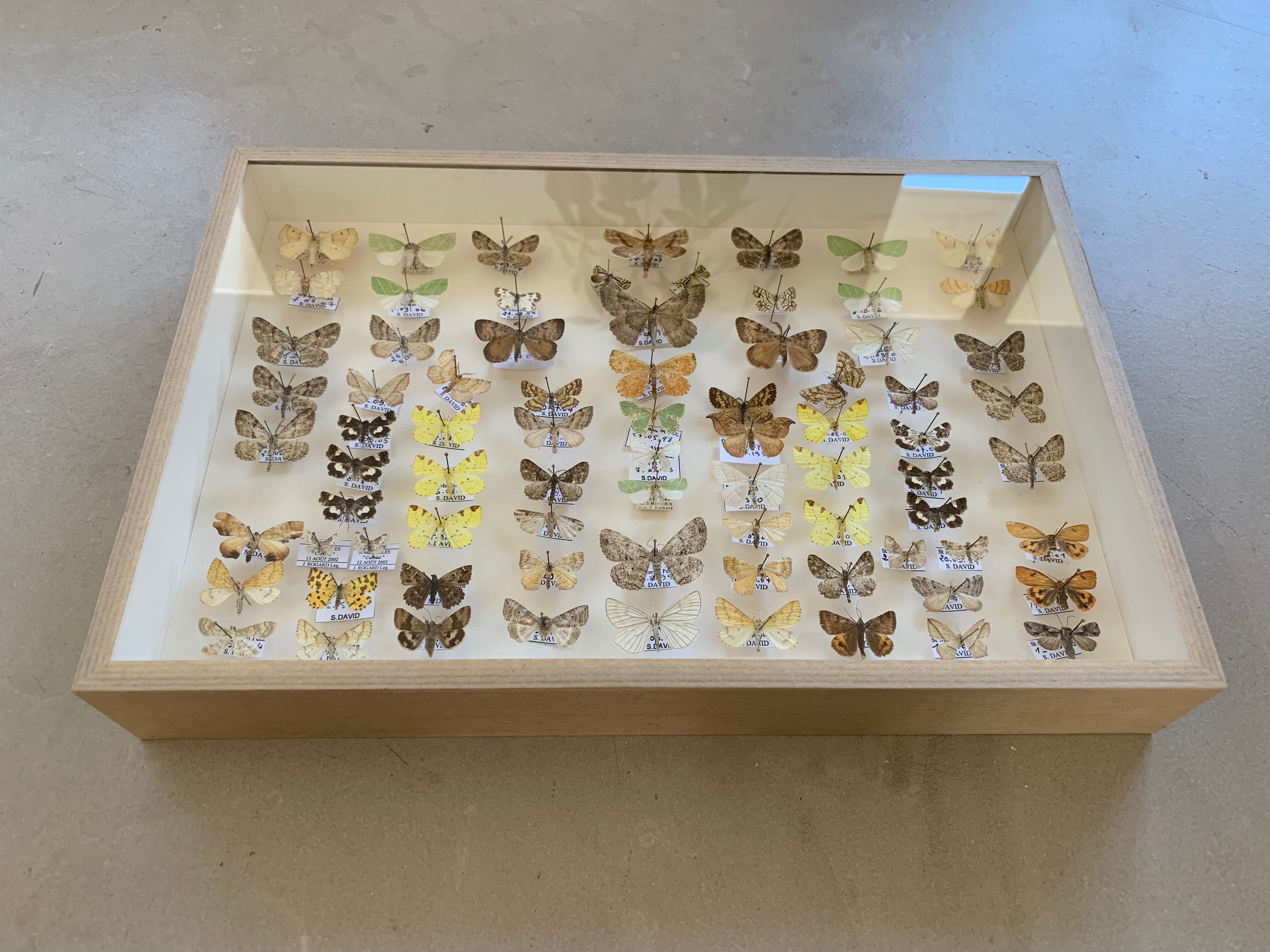 Butterflies stuffed under glass
