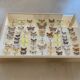 Butterflies stuffed under glass