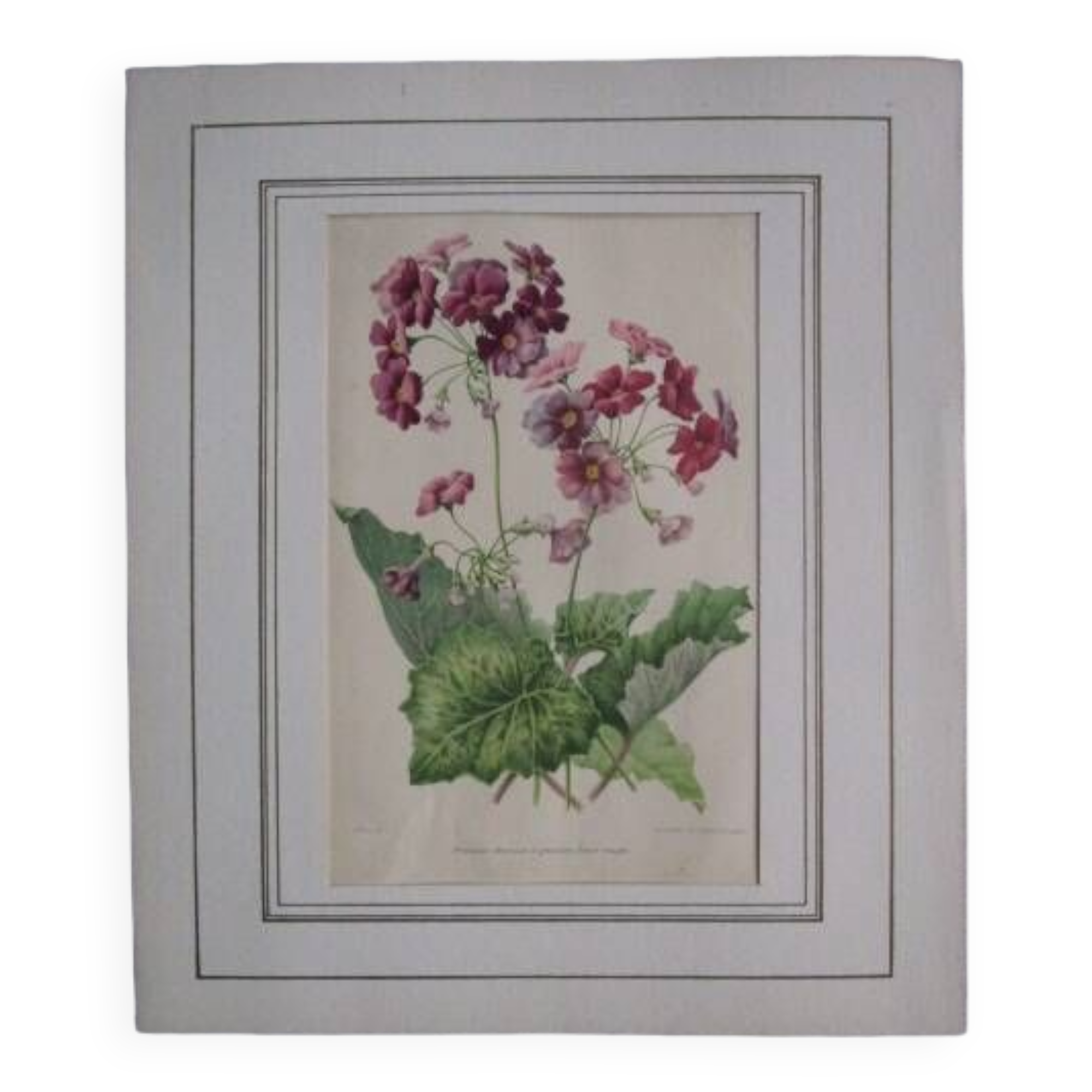 Old botanical engraving "primula"