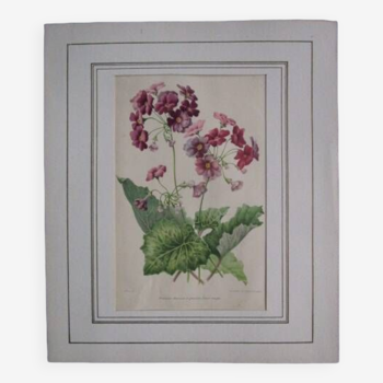 Old botanical engraving "primula"