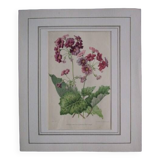 Old botanical engraving "primula"