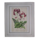 Old botanical engraving "primula"